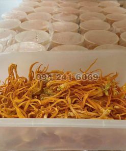 đông trùng hạ thảo tươi viện nghiên cứu thảo dược việt nam