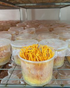 sinh khối tươi viện nghiên cứu thảo dược việt nam